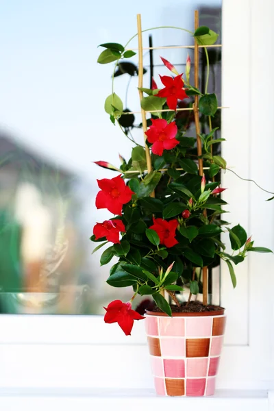 Window Beautiful Clematis Flower Flowers Plants — 스톡 사진