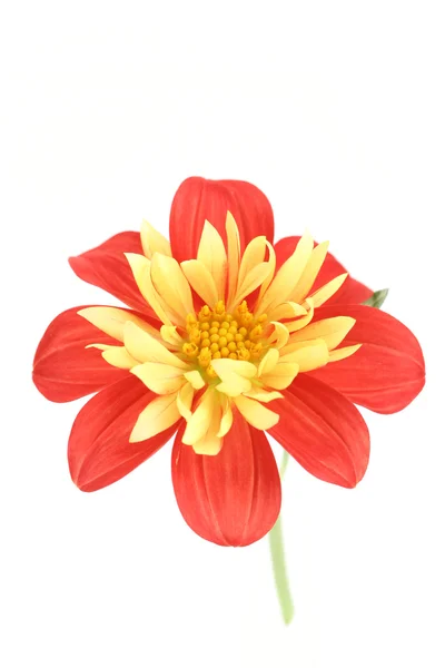 Κόκκινο Και Κίτρινο Ντάλια Απομονωθεί Λευκό Λουλούδια Και Φυτά — Φωτογραφία Αρχείου
