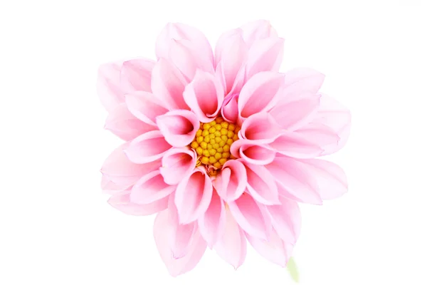 Nahaufnahmen Von Rosa Dahlie Isoliert Auf Weiß Blumen Und Pflanzen — Stockfoto