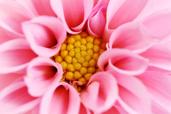 Pink dahlia — Stock Photo, Image