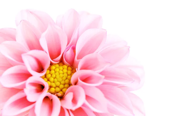 Close Ups Pink Dahlia Isolated White Flowers Plants — Stock Photo, Image
