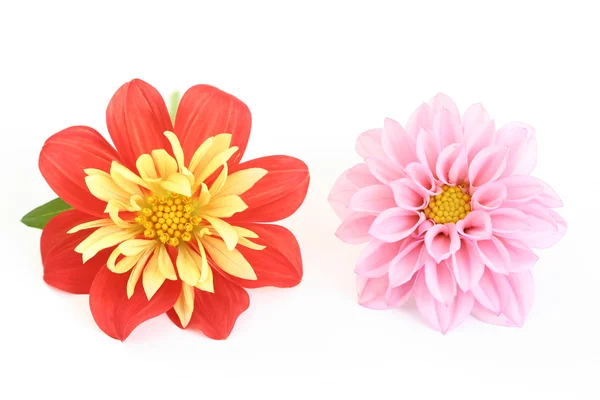 Red Yellow Dahlia Isolated White Flowers Plants — Stock Fotó