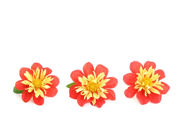 Röda Och Gula Dahlia Isolerad Vit Blommor Och Växter — Stockfoto