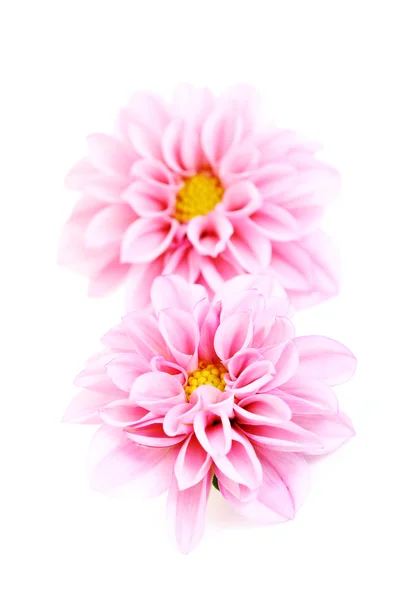 粉色大丽花白色 花卉和植物上孤立的特写镜头 — 图库照片