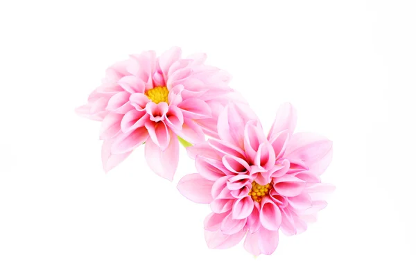 Nahaufnahmen Von Rosa Dahlie Isoliert Auf Weiß Blumen Und Pflanzen — Stockfoto
