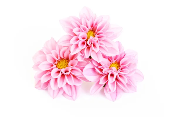 Bunga dahlia merah muda — Stok Foto