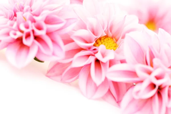 粉色大丽花白色 花卉和植物上孤立的特写镜头 — 图库照片