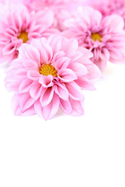 Rózsaszín dahlia — Stock Fotó