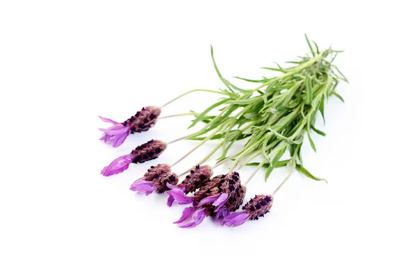 Lavendel Papillon Geïsoleerd Wit Bloemen Planten — Stockfoto