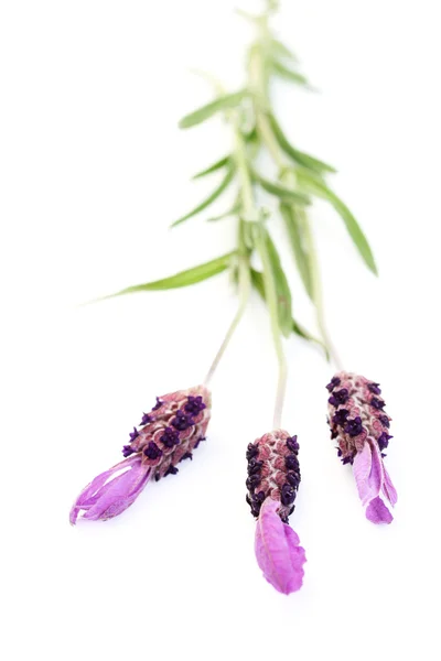 Lavendel Papillon Geïsoleerd Wit Bloemen Planten — Stockfoto