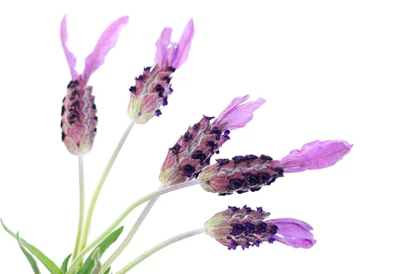 Lavendel papillon — Stockfoto
