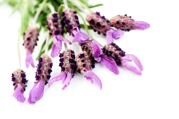 Lavendel Papillon Isolerad Vit Blommor Och Växter — Stockfoto