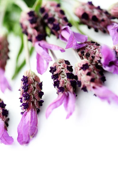 Lavendelpapillon — Stockfoto