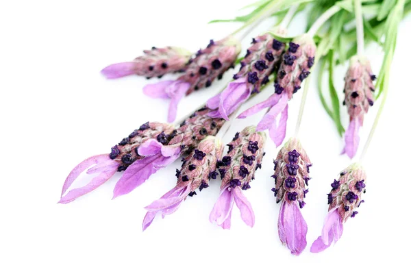 Lavender Papillon Isolated White Flowers Plants — 스톡 사진