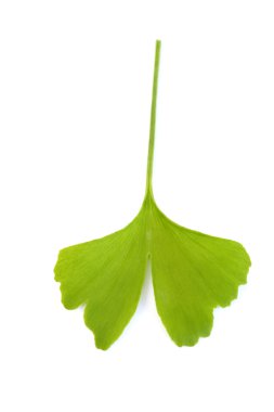 close-ups of ginko leaf on white - herbal medicine clipart