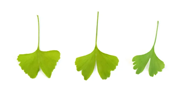 Гінко листя — стокове фото