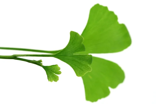 Close Ups Ginko Leaves White Herbal Medicine — Stock Fotó