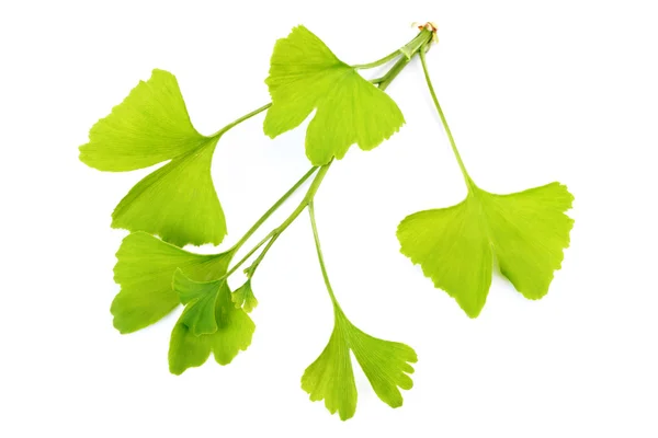 Nahaufnahmen Von Ginko Blättern Auf Weiß Pflanzliche Medizin — Stockfoto