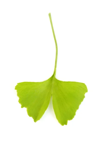 Κοντινά Πλάνα Του Φύλλα Ginko Λευκό Φυτοθεραπεία — Φωτογραφία Αρχείου