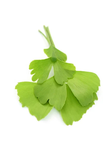 Κοντινά Πλάνα Του Φύλλα Ginko Λευκό Φυτοθεραπεία — Φωτογραφία Αρχείου