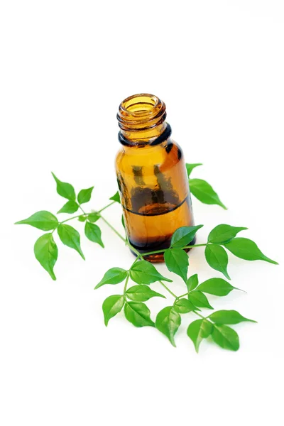 Láhev Oleje Aromaterapie Čerstvé Zelené Listy Kosmetika — Stock fotografie