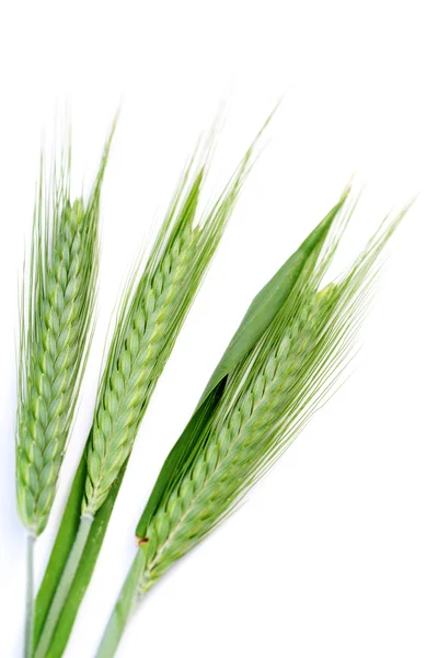 Grüner Weizen Isoliert Auf Weiß Frühlingszeit — Stockfoto