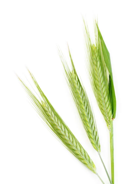 Trigo Verde Isolado Branco Tempo Primavera — Fotografia de Stock