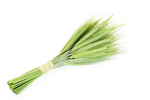 Πράσινο σιτάρι — Φωτογραφία Αρχείου