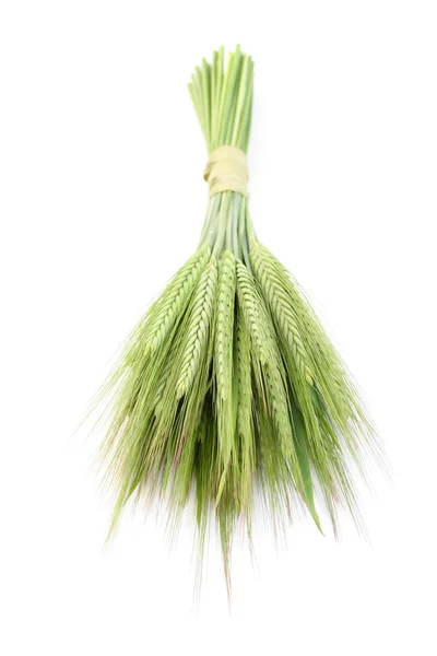 Зелена пшениця — стокове фото