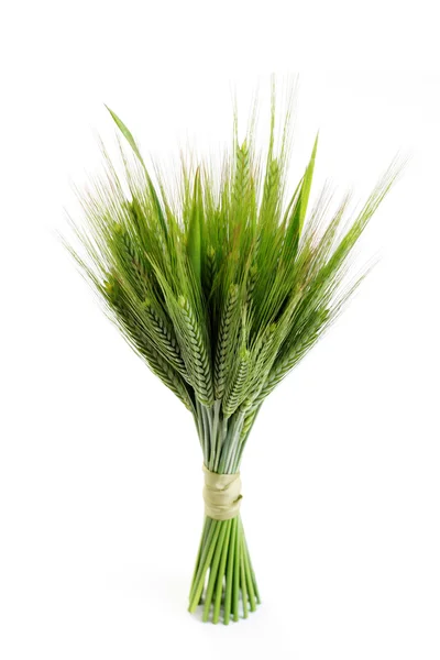 Green Wheat Isolated White Spring Time — Stock Photo, Image