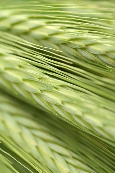 Фон Зеленой Пшеницы Весеннее Время — стоковое фото