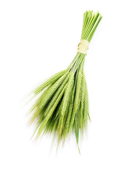 Trigo verde — Fotografia de Stock