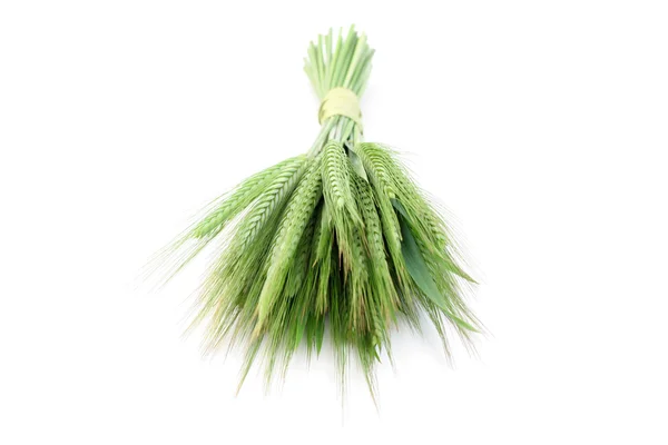 Зеленая Пшеница Изолированная Белом Весеннее Время — стоковое фото