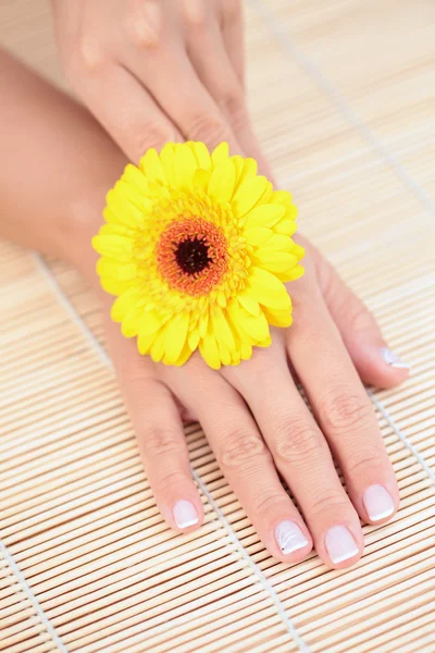 Красиві Жіночі Руки Жовтою Герберою Лікування Краси — стокове фото