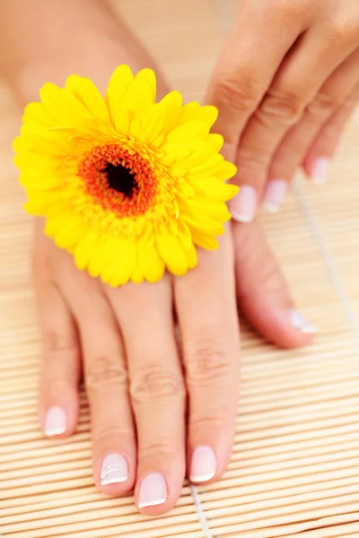 Красиві Жіночі Руки Жовтою Герберою Лікування Краси — стокове фото