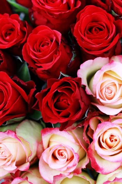 Fondo Hermosas Rosas Flores Plantas — Foto de Stock