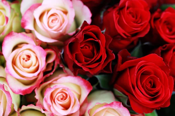 Fondo Hermosas Rosas Flores Plantas —  Fotos de Stock