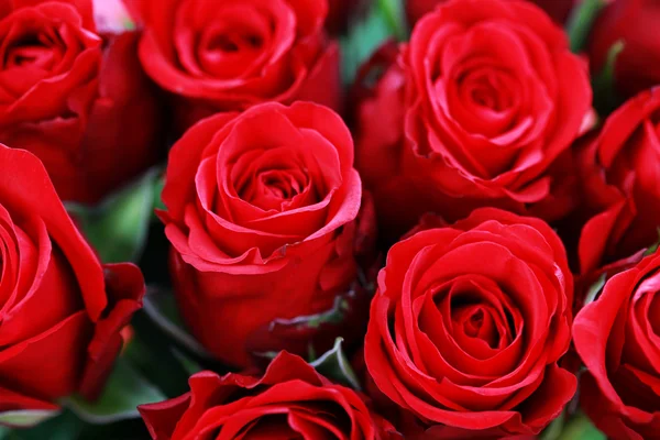 Sfondo Belle Rose Fiori Piante — Foto Stock