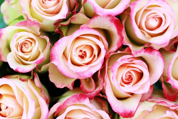 美丽玫瑰的背景 花朵和植物 — 图库照片
