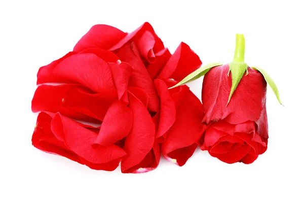 Rote Rosenblätter Auf Weißem Hintergrund Schönheitsbehandlung — Stockfoto