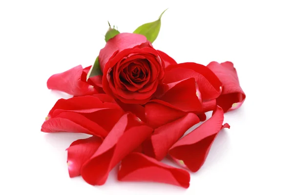 红色的玫瑰花瓣 在白色背景 美容治疗 — 图库照片