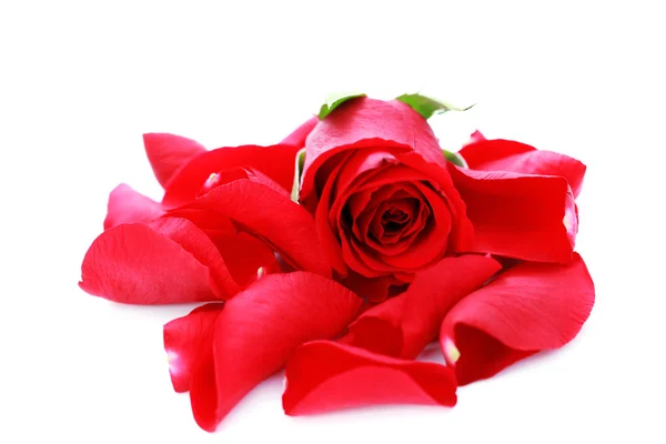 Rote Rosenblätter Auf Weißem Hintergrund Schönheitsbehandlung — Stockfoto