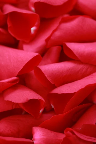 Rosenblätter Hintergrund — Stockfoto