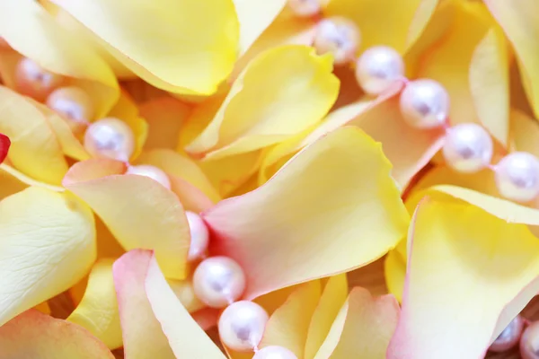 장미꽃 잎 — 스톡 사진