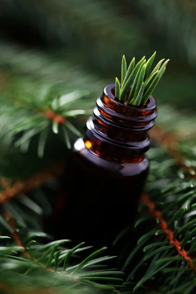 Fir tree essential oil — Stock Photo, Image