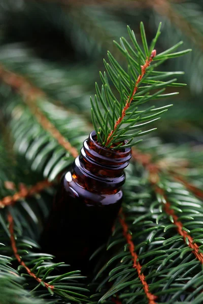 Láhev Fir Tree Esenciální Olej Kosmetika — Stock fotografie