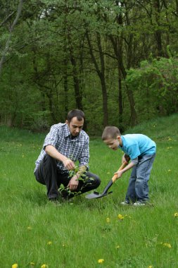 Father and son planting a tree - working together clipart