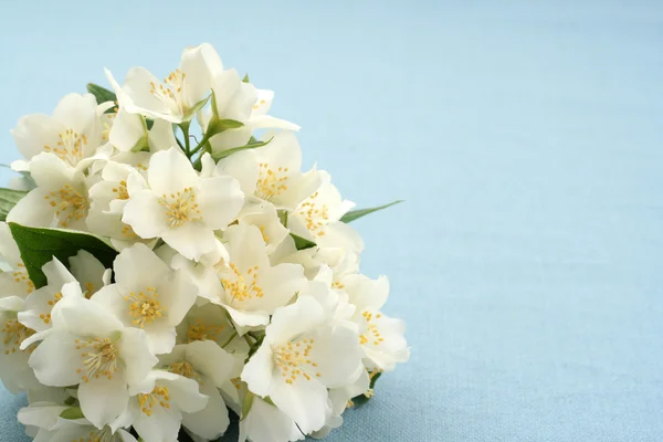 stock image bunch of beautiful jasmin on blue