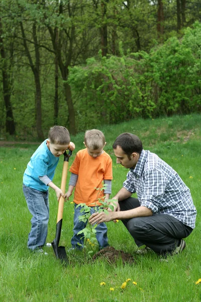 Father Sons Planting Tree Working Together — Stock Photo, Image