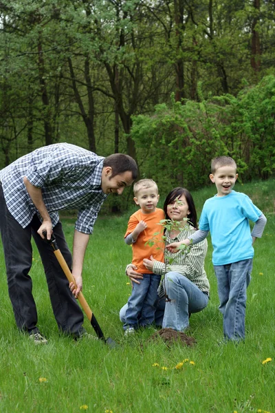 Father Mother Sons Planting Tree Working Together — Stock Photo, Image